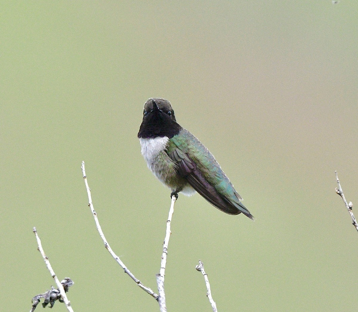 Black-chinned Hummingbird - ML620069394