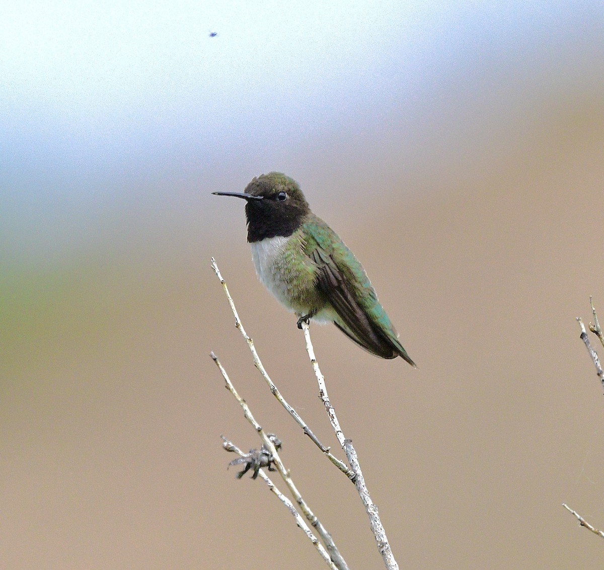 Black-chinned Hummingbird - ML620069395