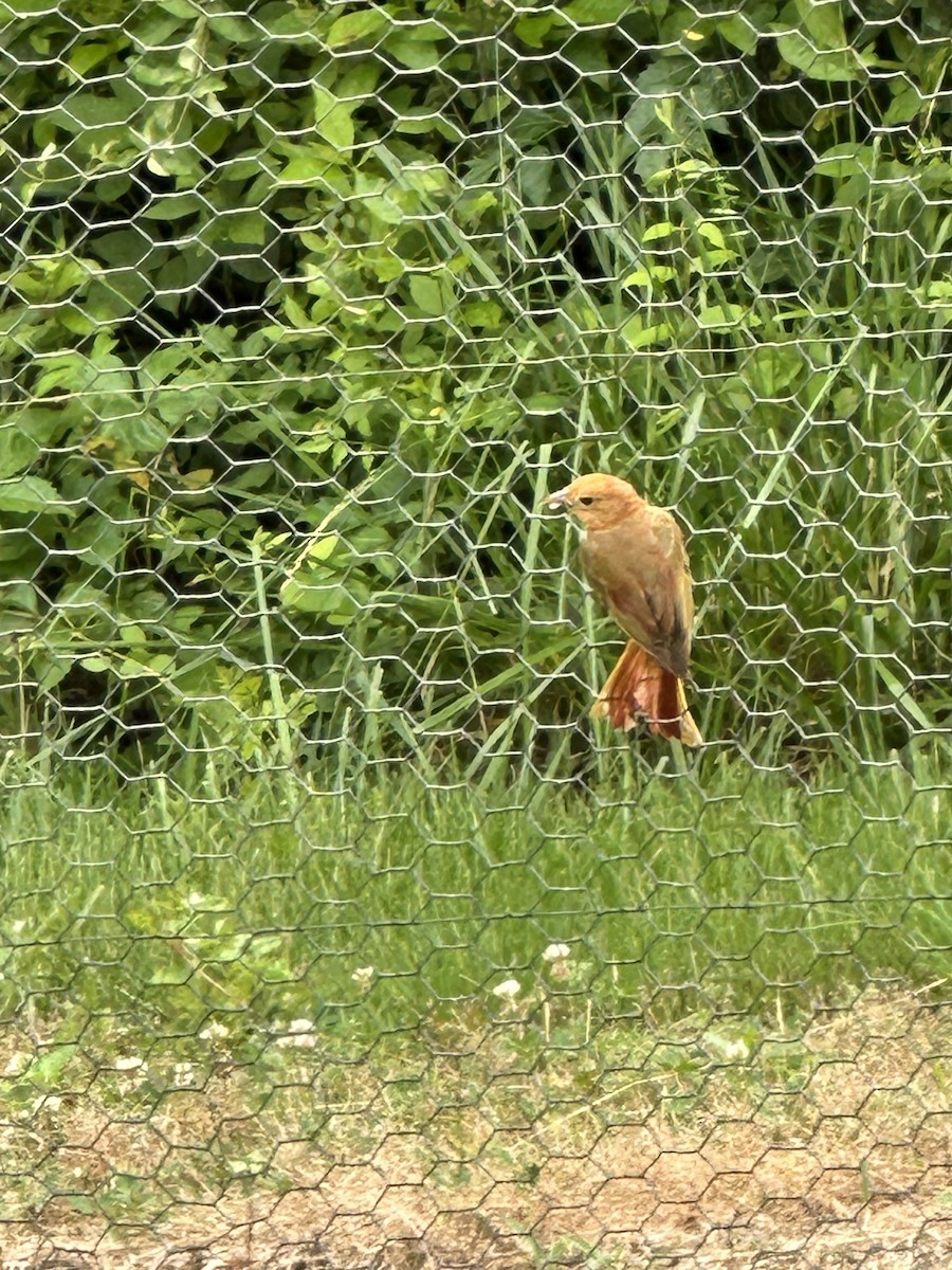 Summer Tanager - ML620069403