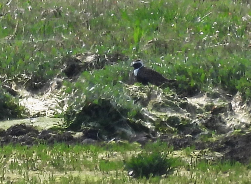 American Golden-Plover - ML620069408