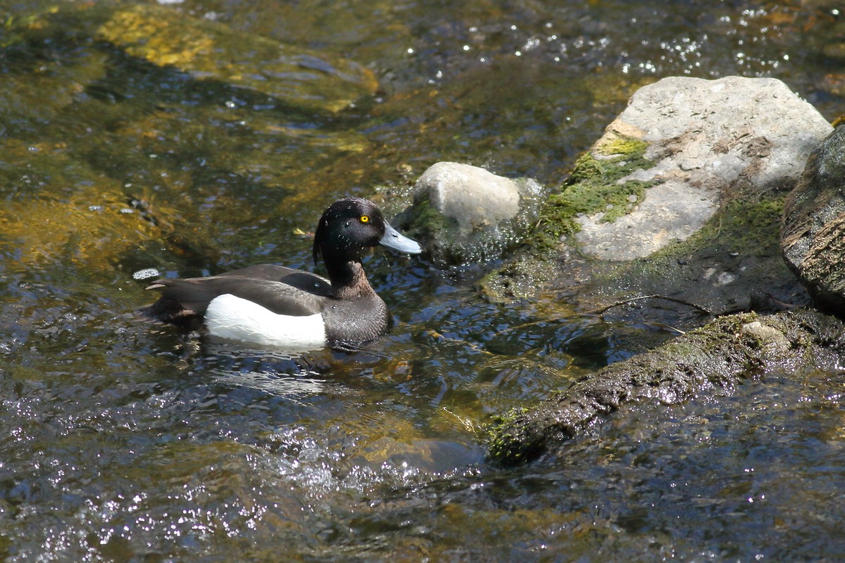 Tufted Duck - ML620069423
