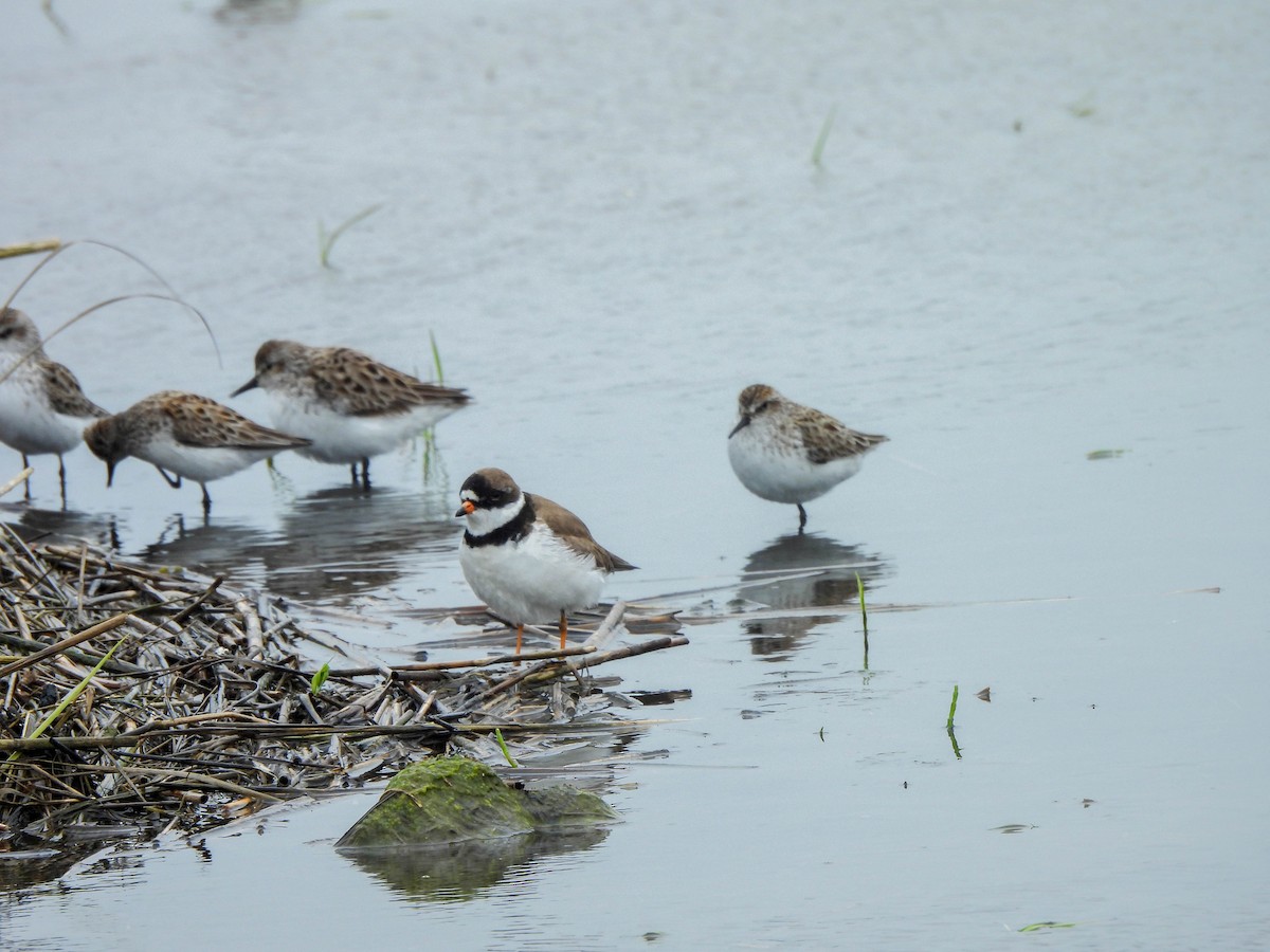 Semipalmated Plover - ML620069435