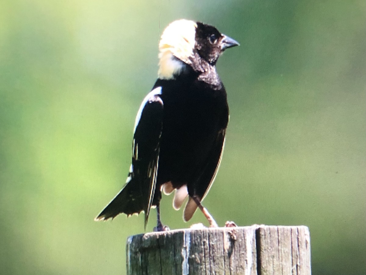 bobolink americký - ML620069440