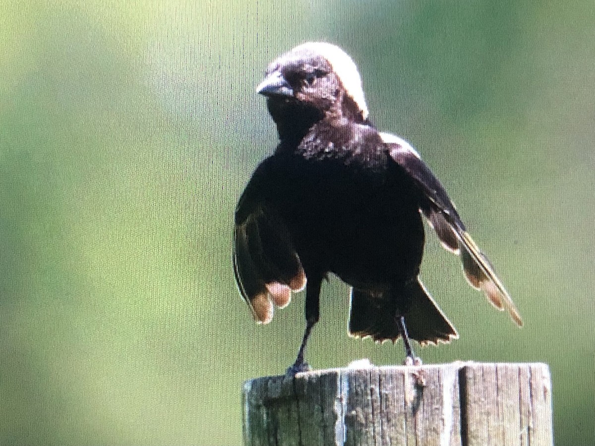 bobolink americký - ML620069441