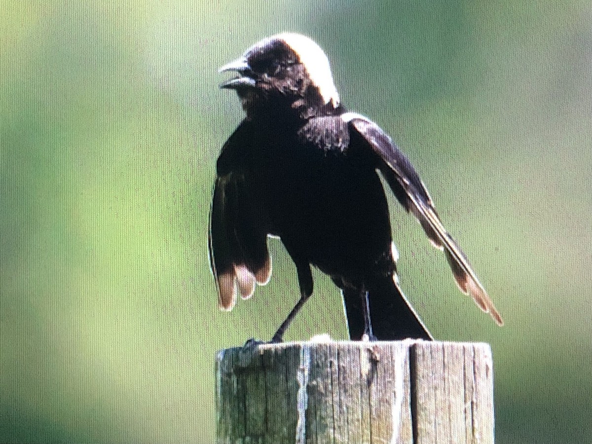 bobolink americký - ML620069442