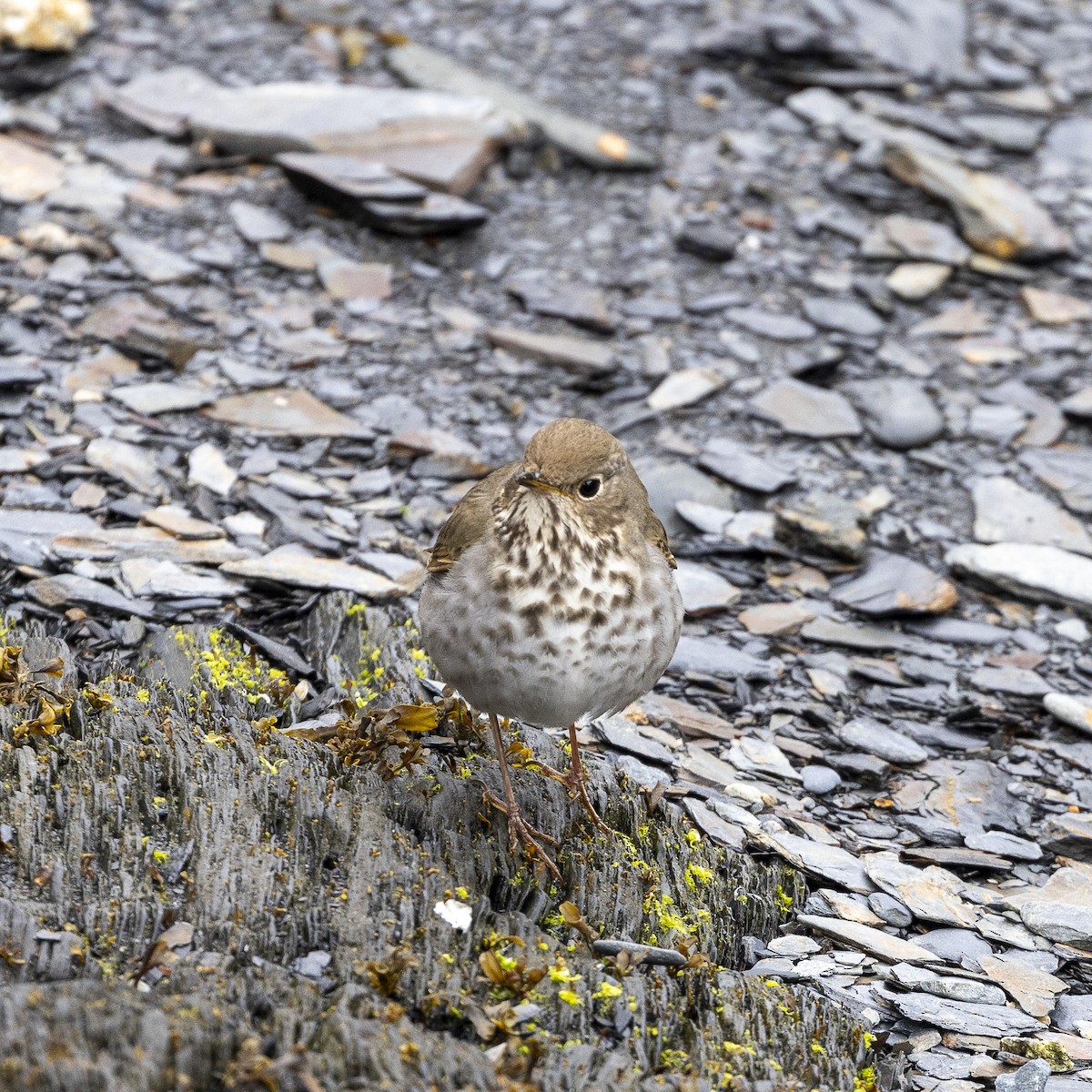 Hermit Thrush - ML620069461