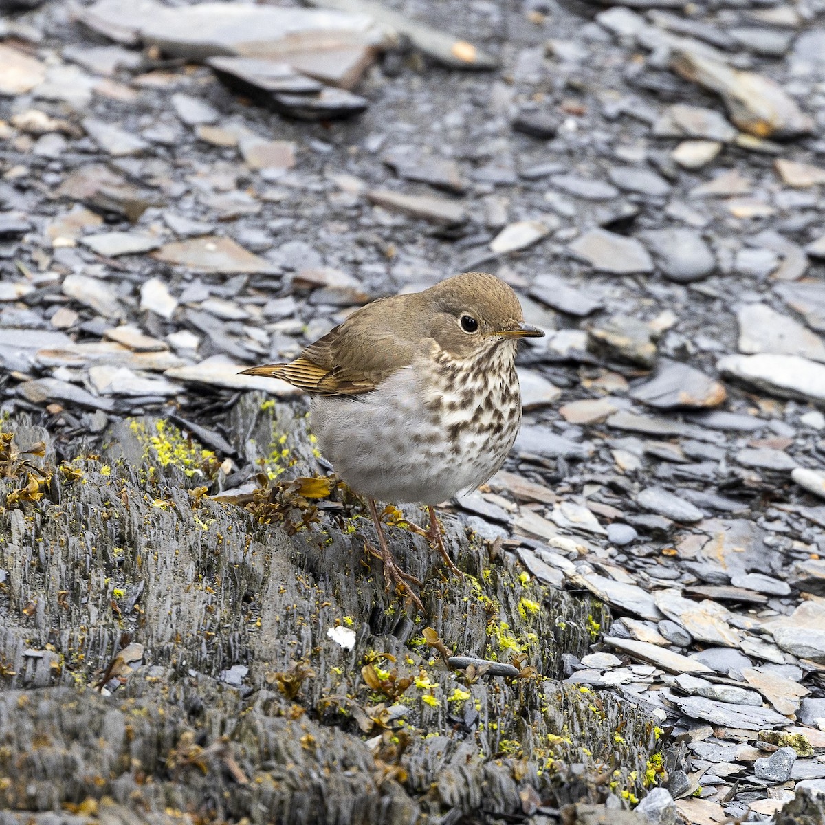 Hermit Thrush - ML620069462