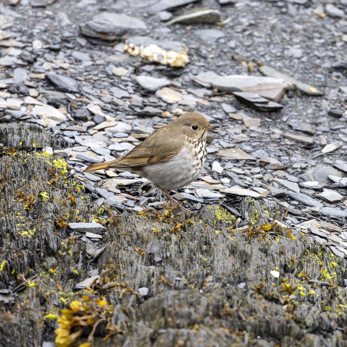 Hermit Thrush - ML620069464