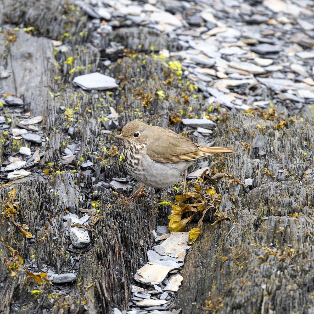 Hermit Thrush - ML620069467