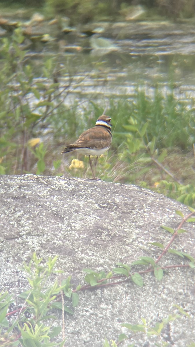 Killdeer - ML620069473