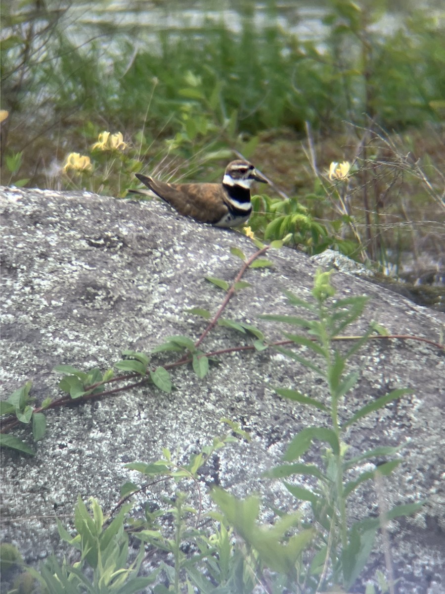 Killdeer - ML620069474