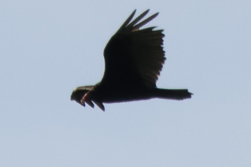 Turkey Vulture - ML620069478