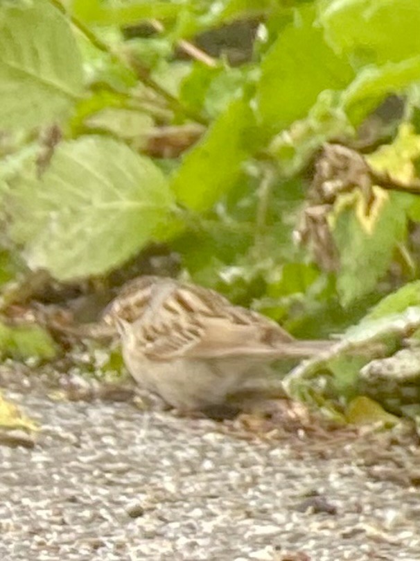 Clay-colored Sparrow - ML620069484