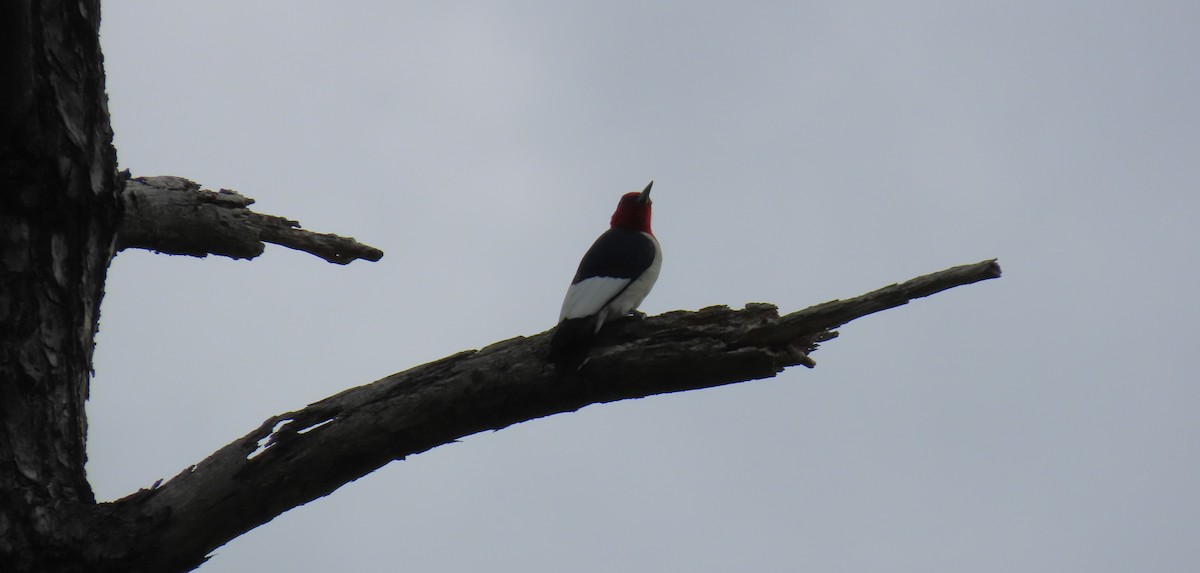 Red-headed Woodpecker - ML620069489