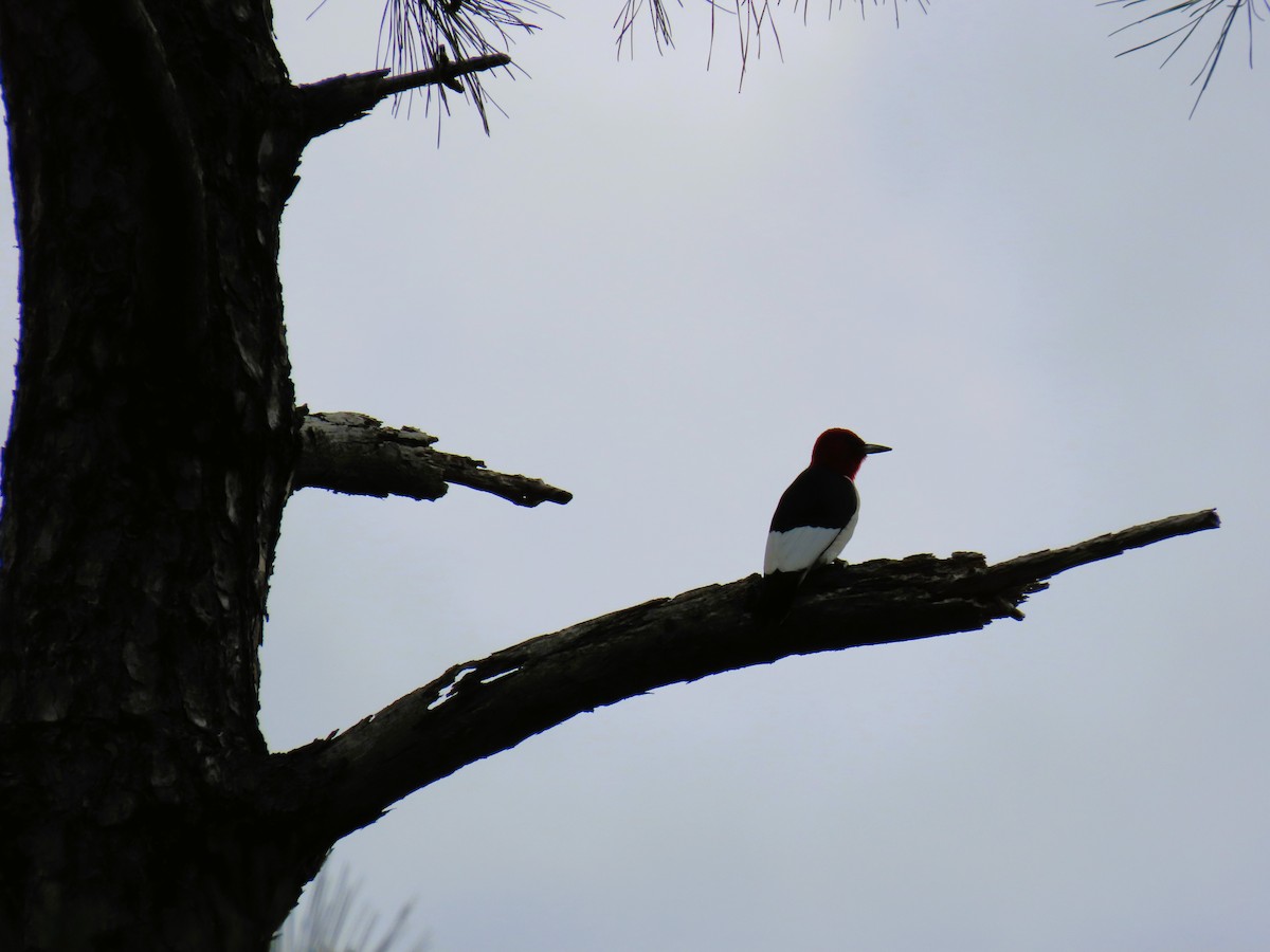 Red-headed Woodpecker - ML620069490