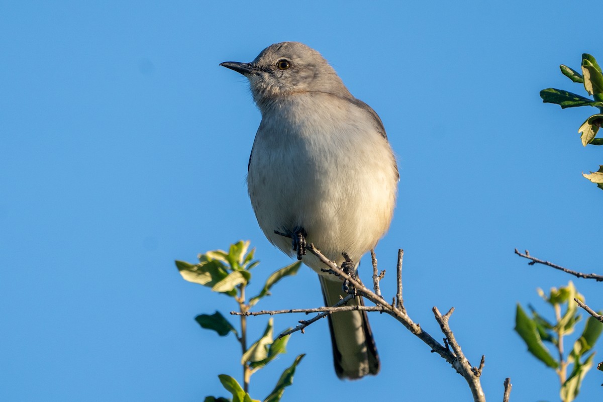 Northern Mockingbird - ML620069498