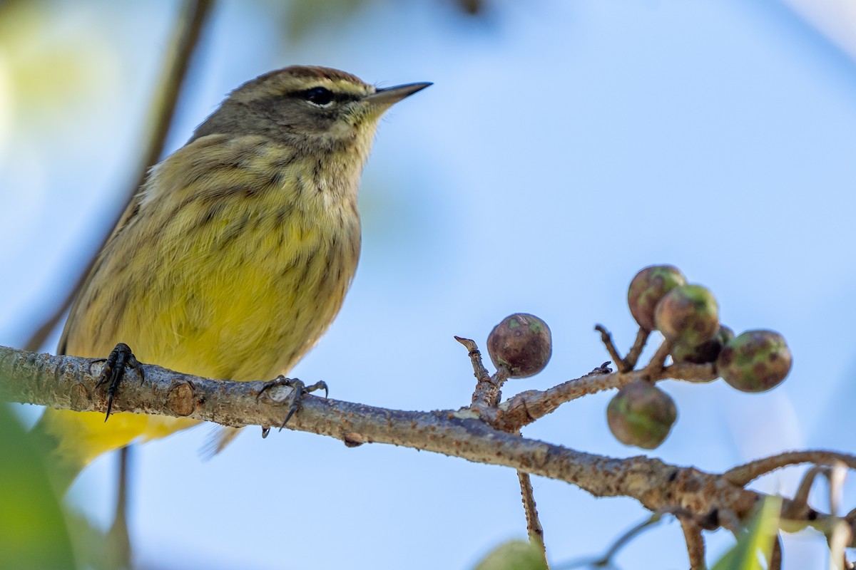 Palm Warbler - ML620069506