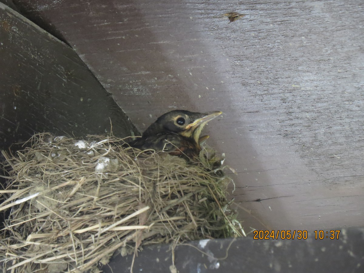 American Robin - ML620069512