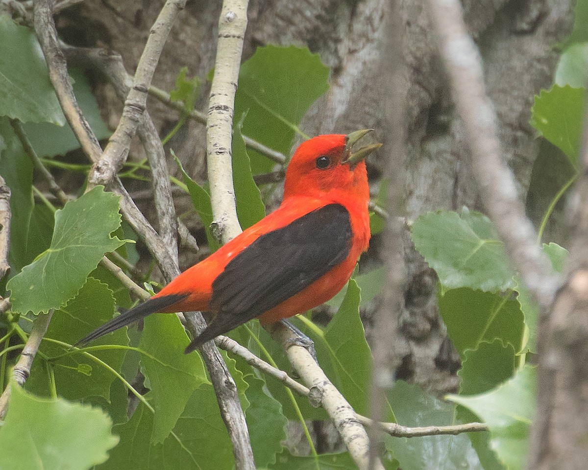 Scarlet Tanager - ML620069519
