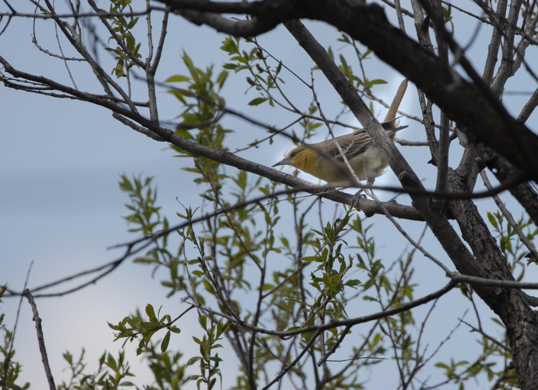 Bullock's Oriole - ML620069528