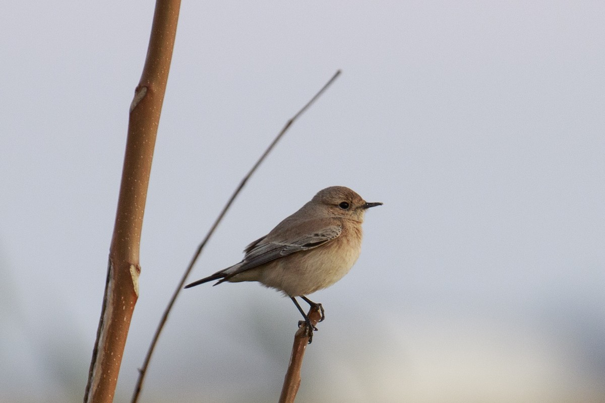 Desert Wheatear - ML620069530