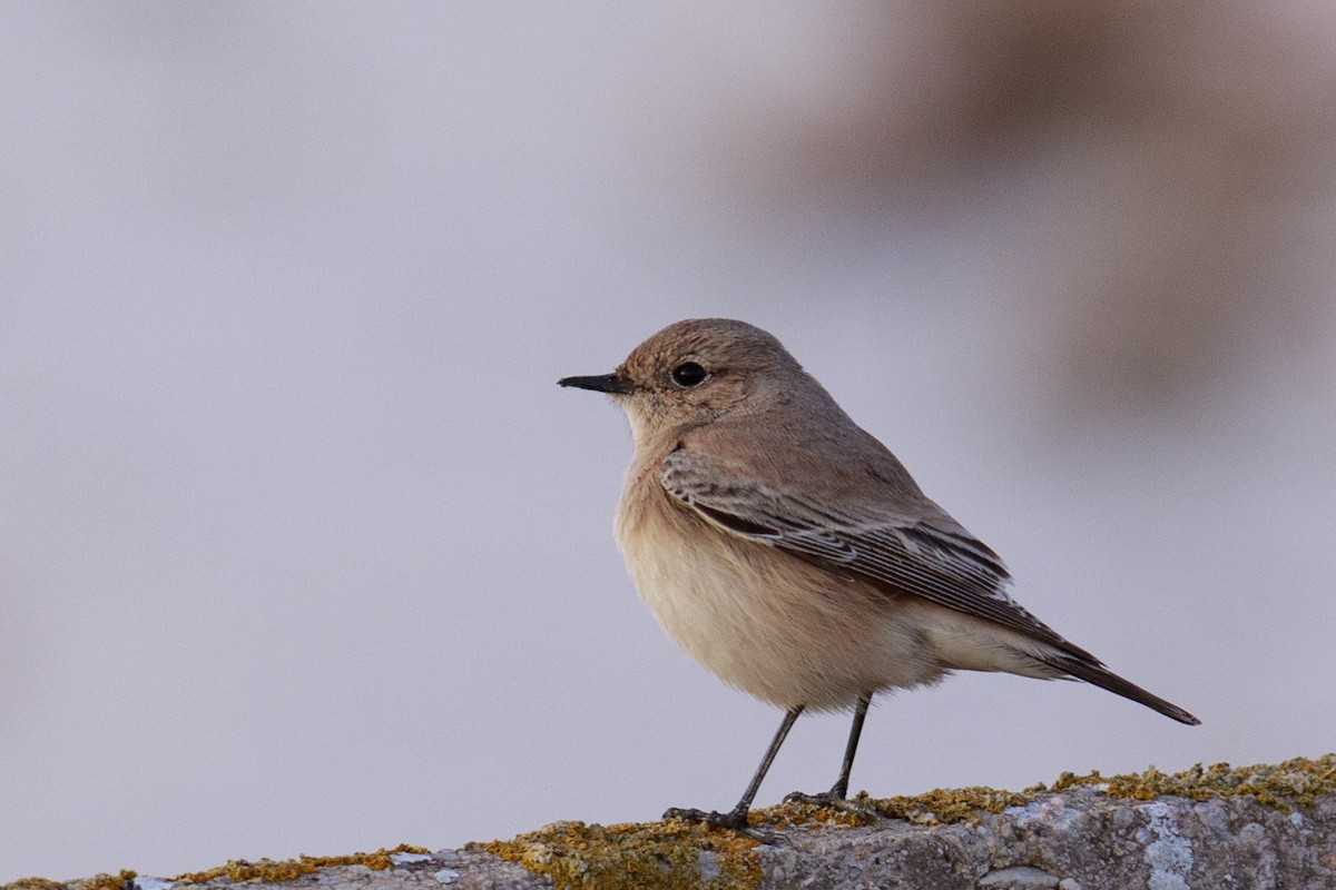 Desert Wheatear - ML620069531