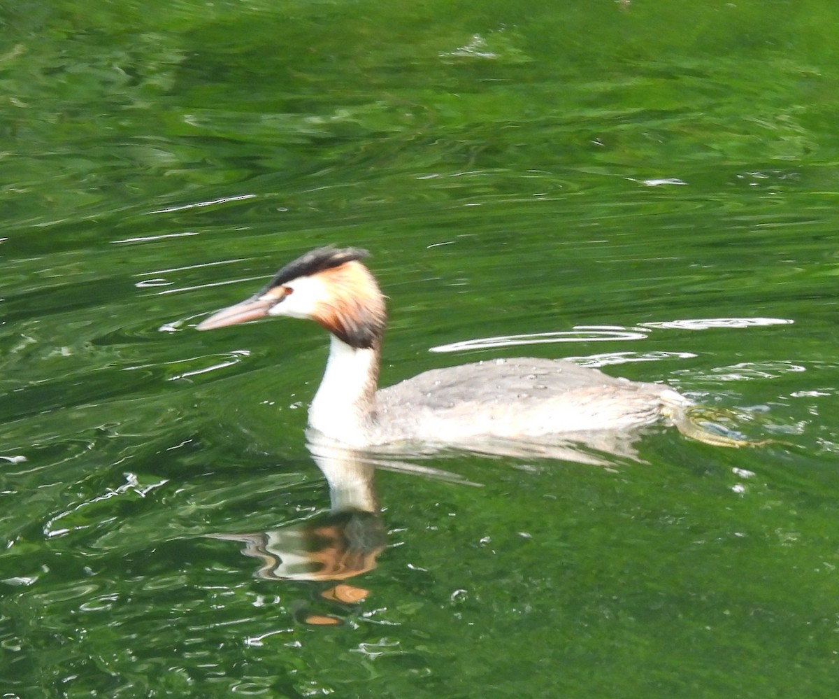 Great Crested Grebe - ML620069533