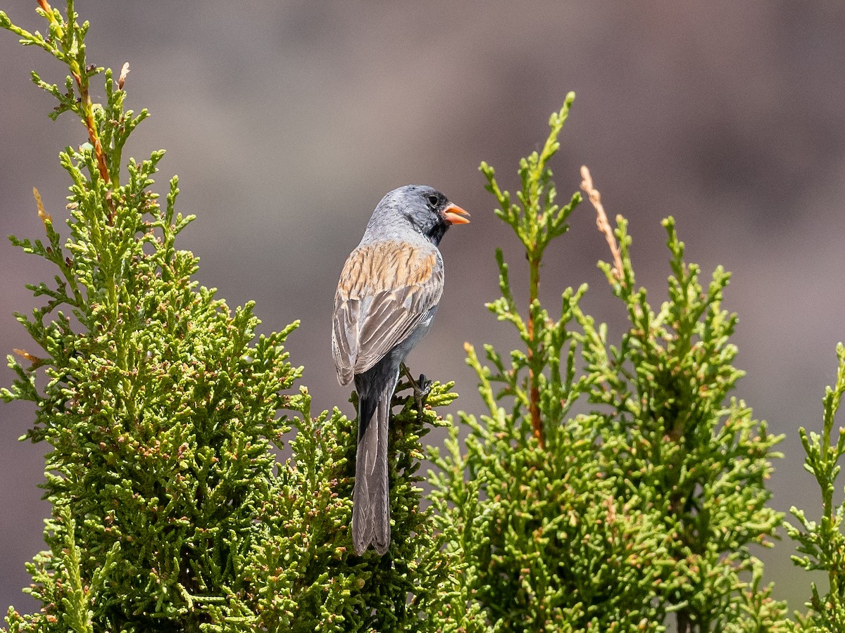 Black-chinned Sparrow - ML620069536