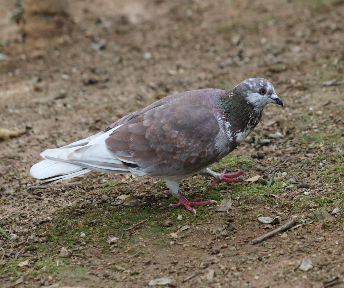 Сизый голубь (Одомашненного типа) - ML620069538
