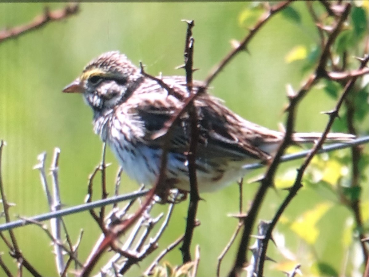 Savannah Sparrow (Savannah) - ML620069550