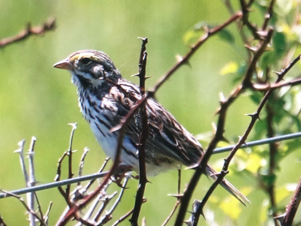 Savannah Sparrow (Savannah) - ML620069552