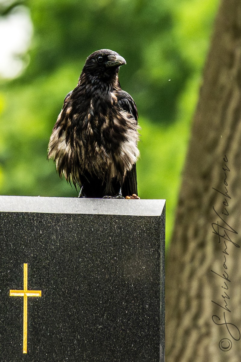 Carrion x Hooded Crow (hybrid) - ML620069554