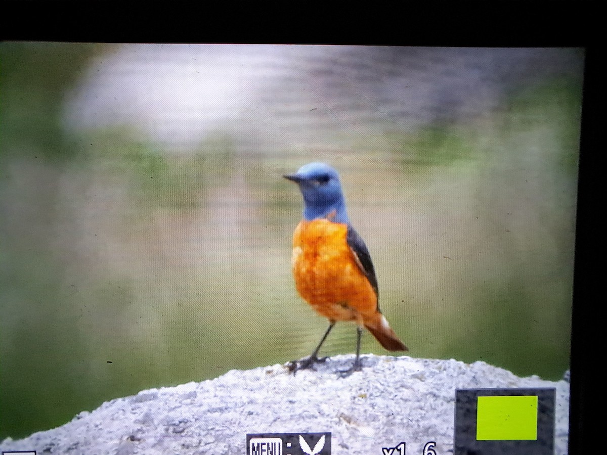 Rufous-tailed Rock-Thrush - ML620069555