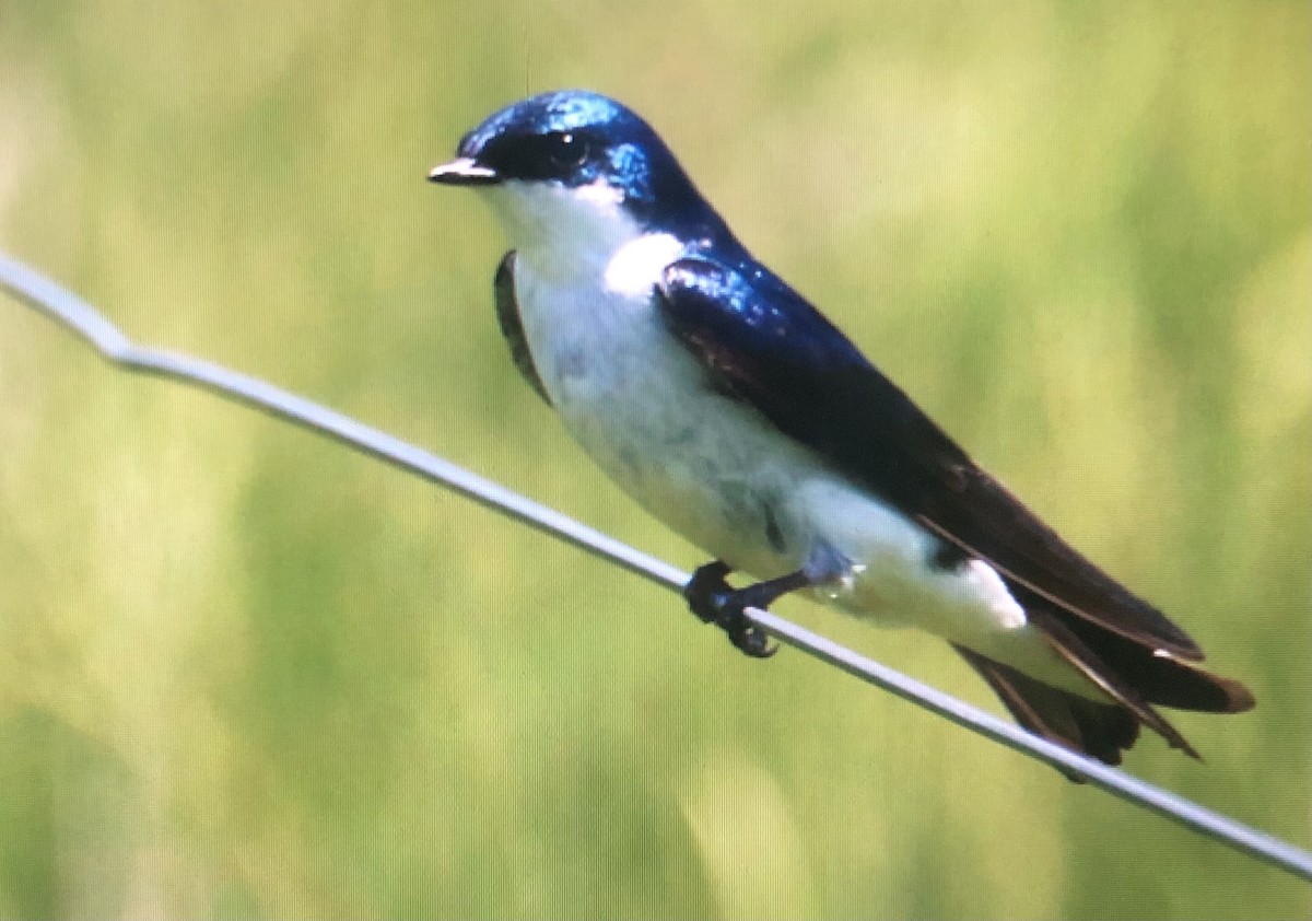 Tree Swallow - ML620069601