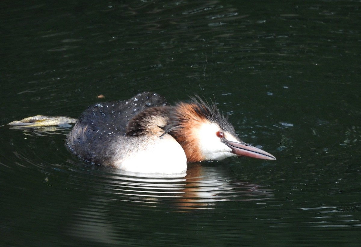 Great Crested Grebe - ML620069604
