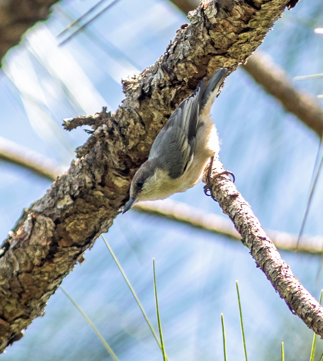 Brown-headed Nuthatch - ML620069631