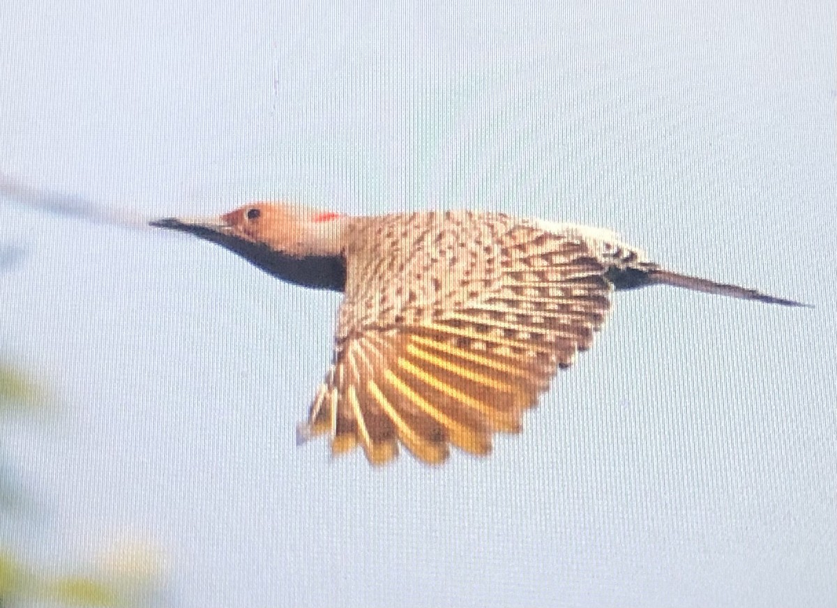 Northern Flicker - ML620069632