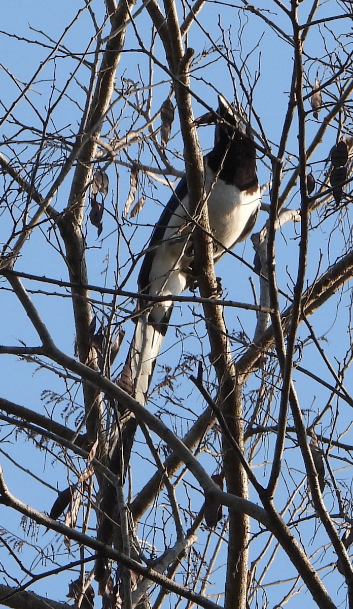 Black-throated Magpie-Jay - ML620069637