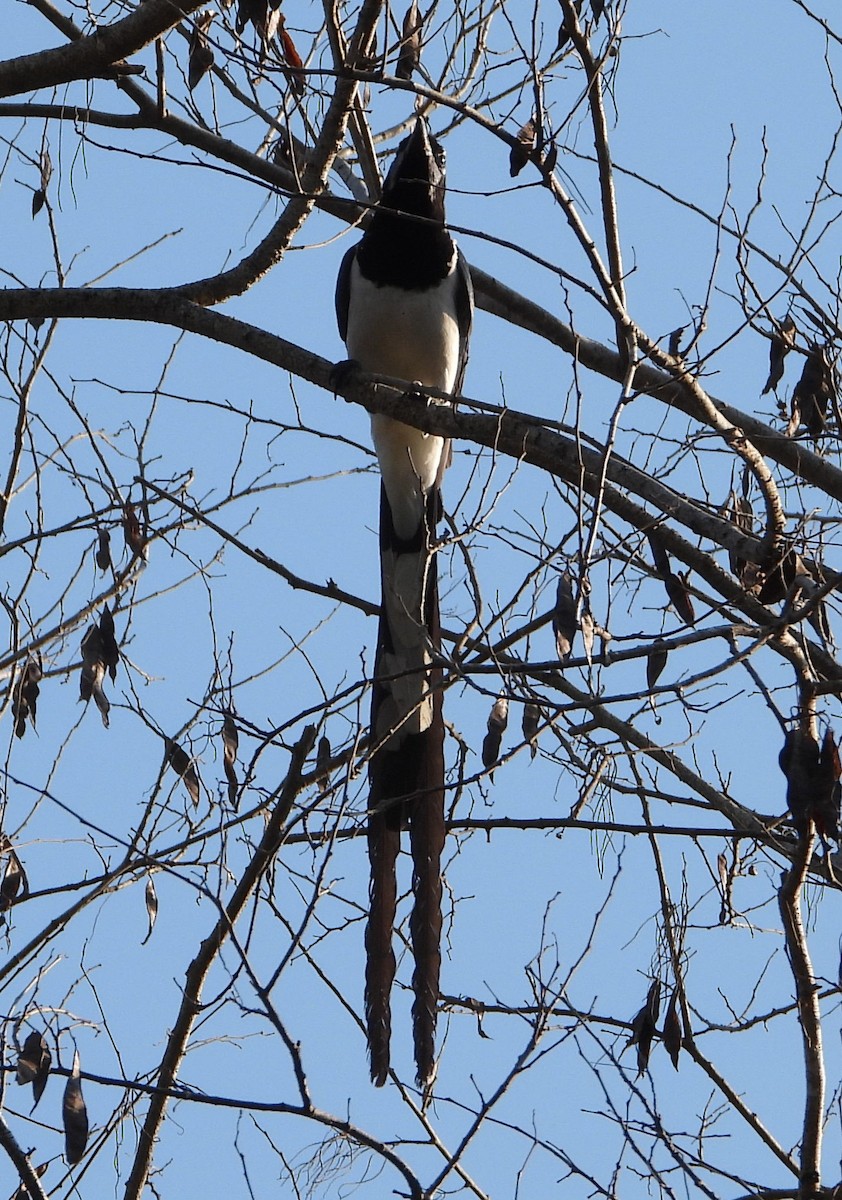 Black-throated Magpie-Jay - ML620069638
