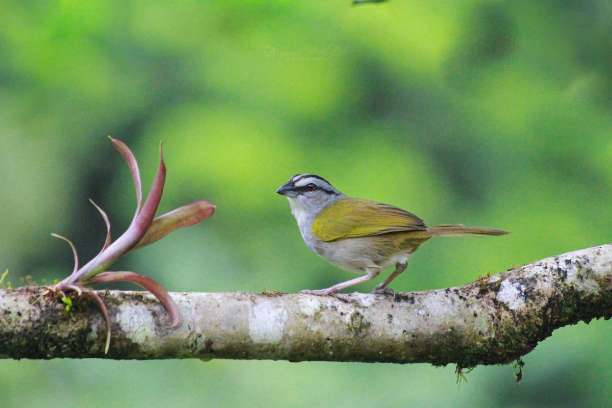 Black-striped Sparrow - ML620069644