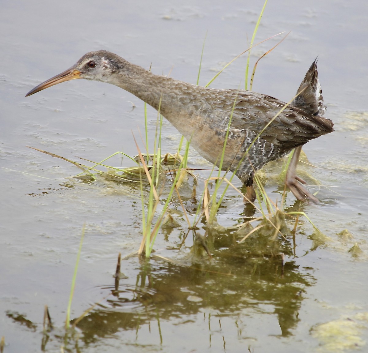 Clapper Rail - ML620069653