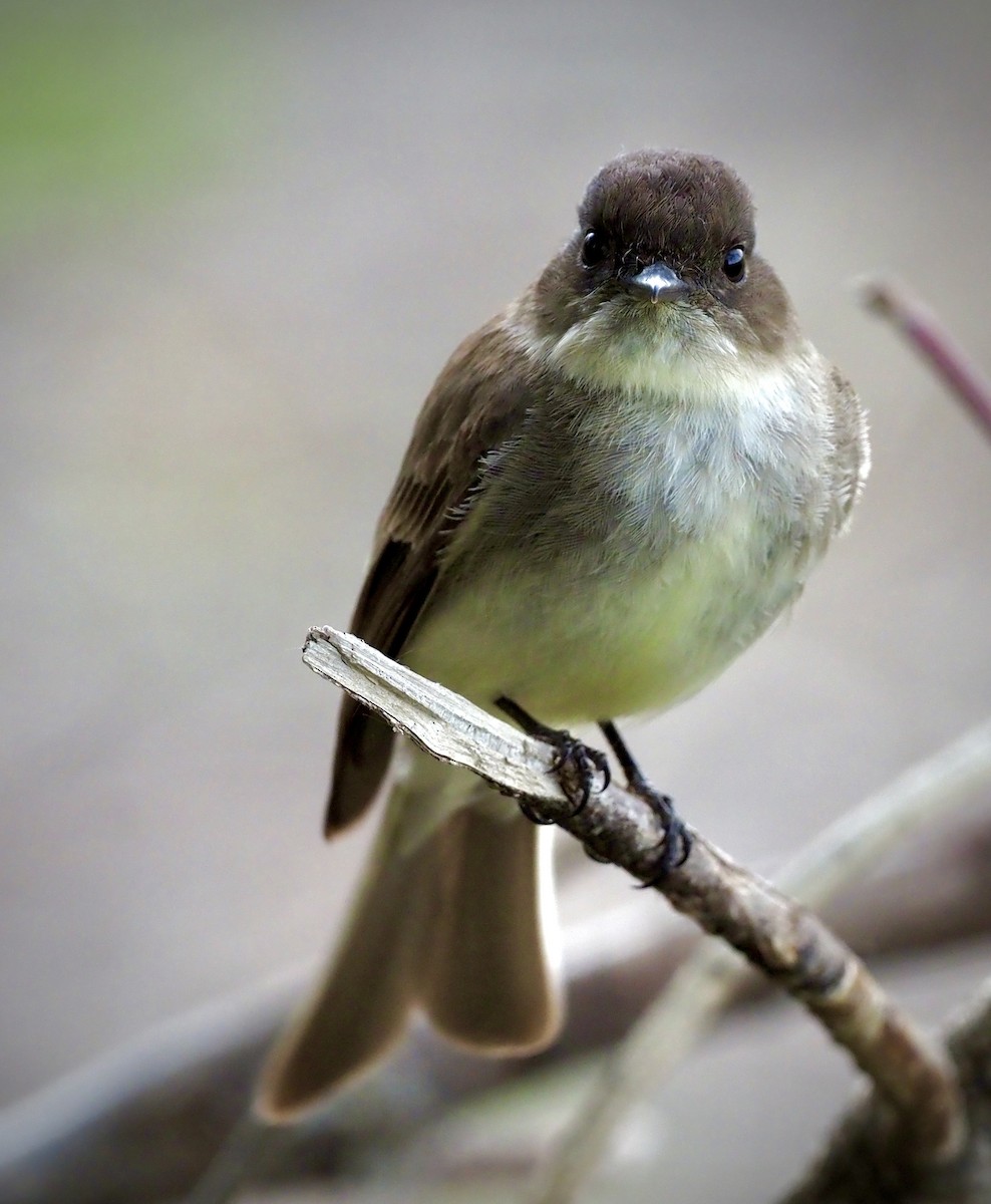 Eastern Phoebe - Colin Hill