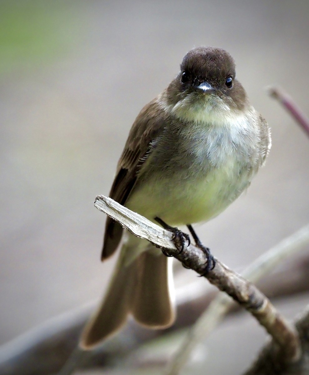 Eastern Phoebe - ML620069656