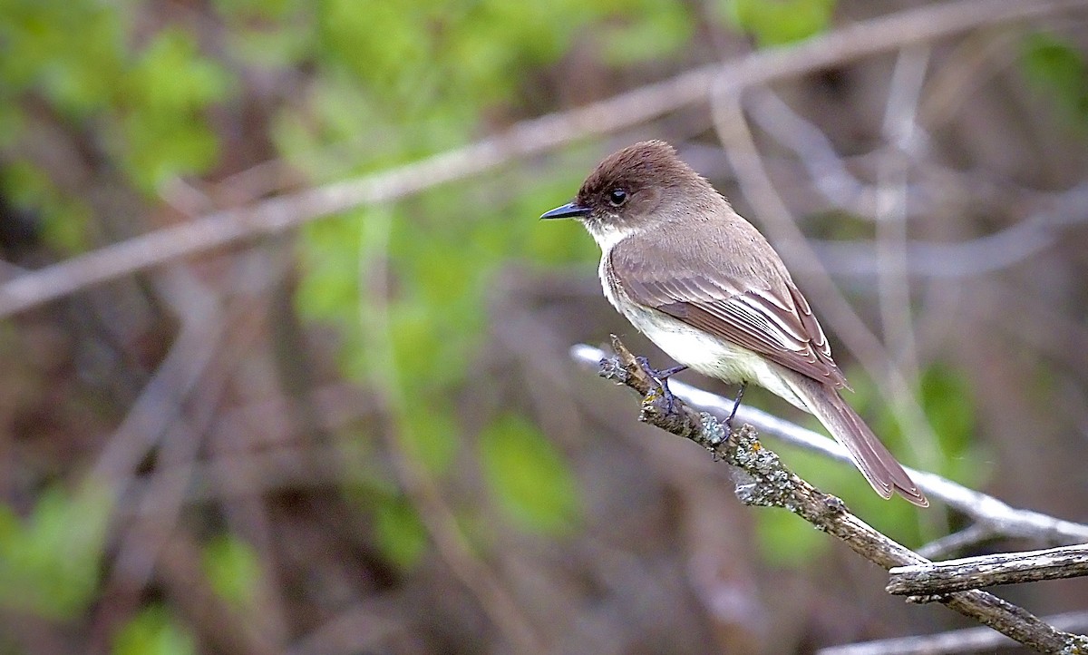 Eastern Phoebe - ML620069657