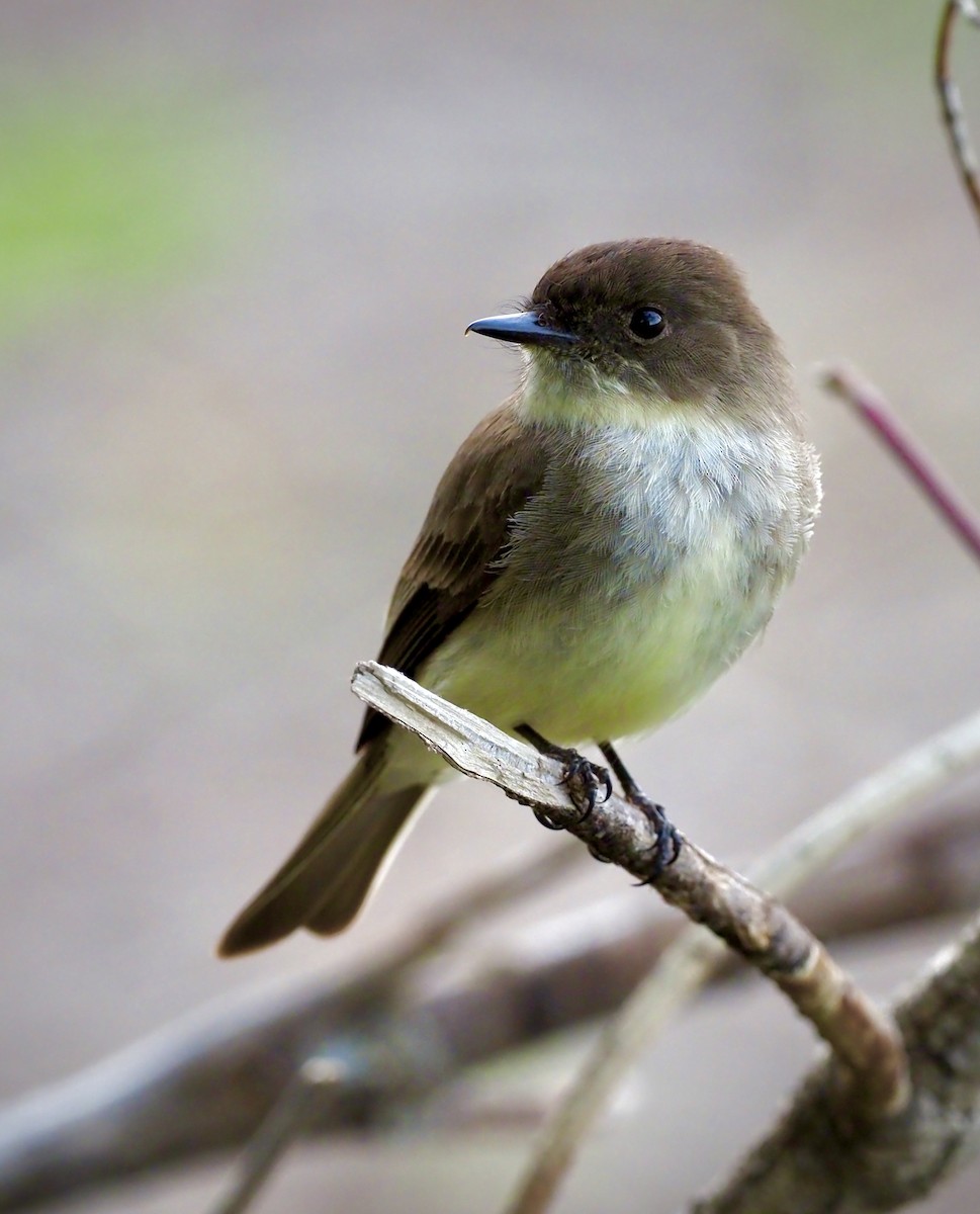 Eastern Phoebe - ML620069658