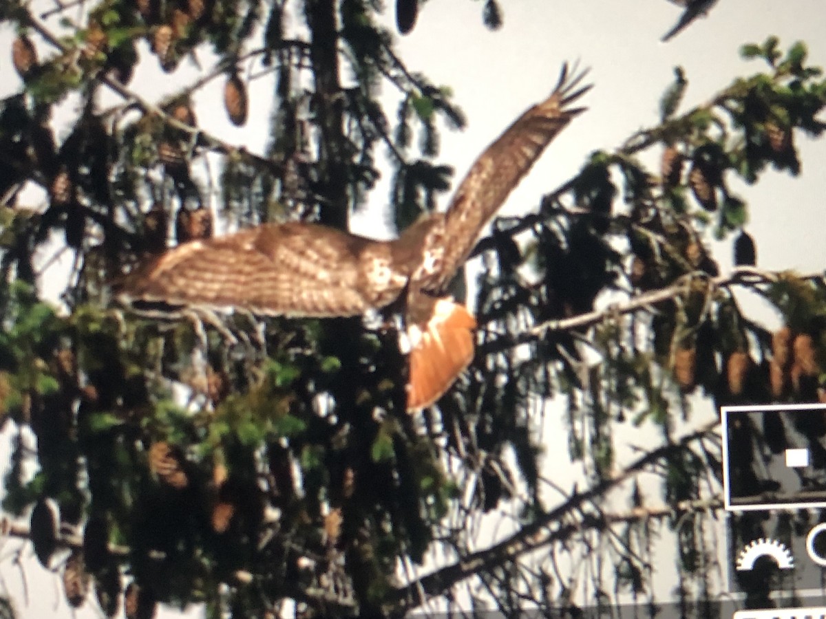 Red-tailed Hawk - ML620069660