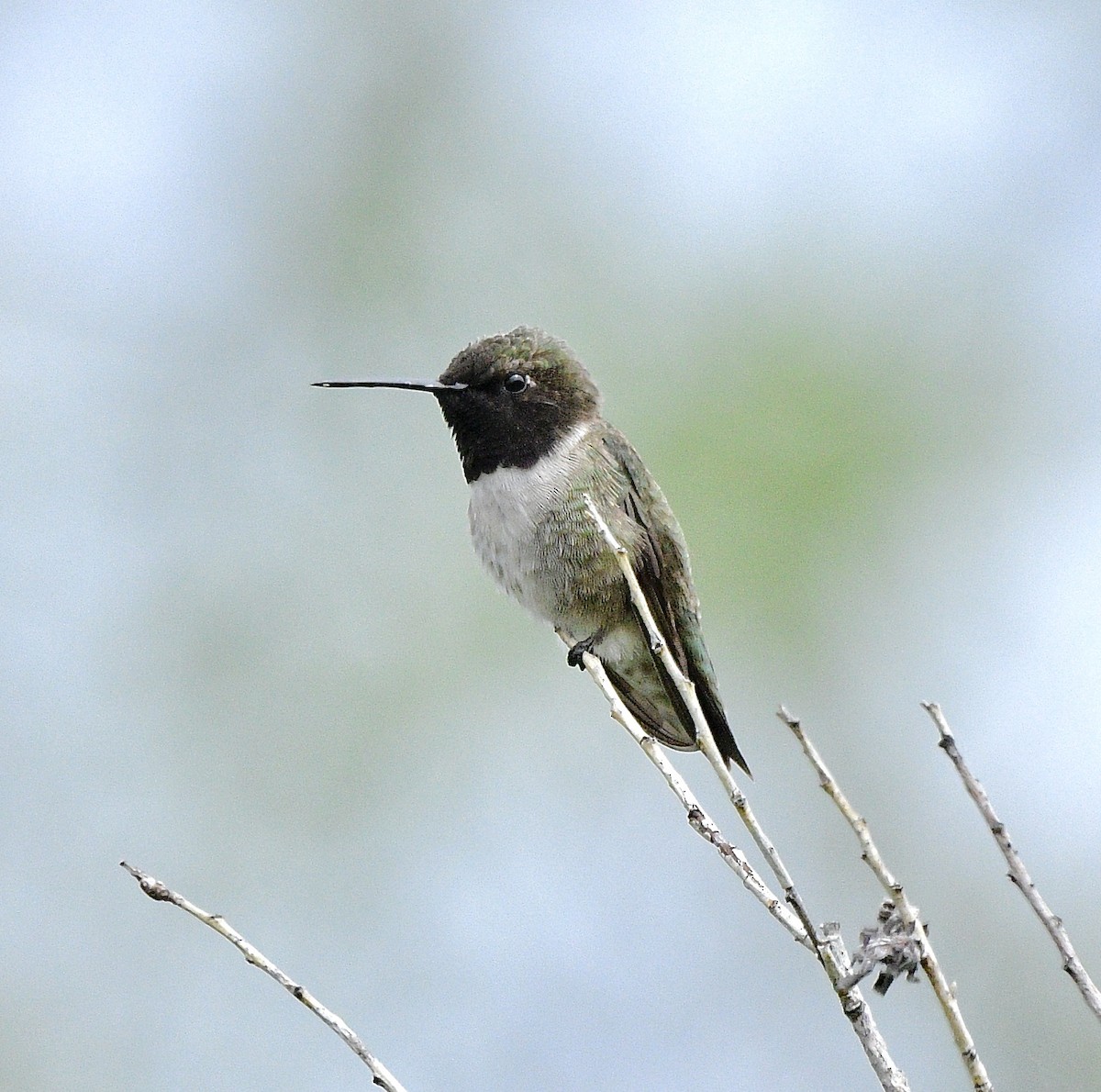 Black-chinned Hummingbird - ML620069678