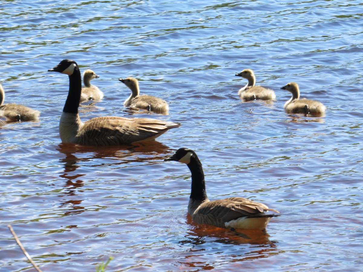 Canada Goose - ML620069682