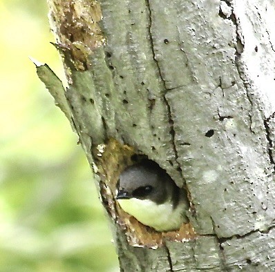 Tree Swallow - ML620069690