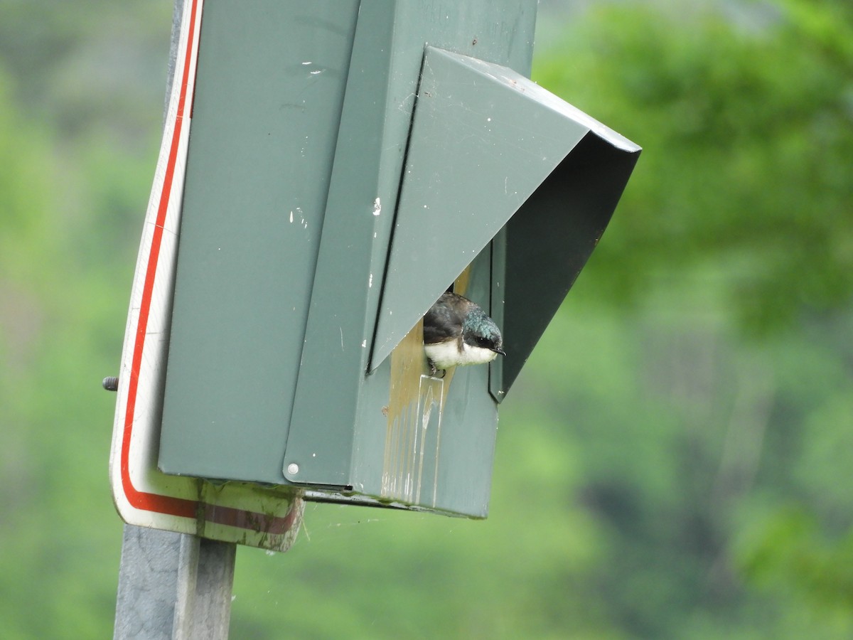 Tree Swallow - ML620069698